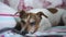 Funny small dog with white and brown fur lies on bed