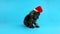 Funny small gray kitten sneezing in red Santa Claus hat