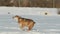 Funny Small Mixed Breed Dog Running Outdoor In Snow. Dog Running In Snowdrift At Winter Sunny Day. Wintertime. Playful