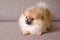 Funny small pomeranian puppy barking on the couch