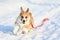 Funny a small red-haired puppy of corgi runs along white snowdrifts in a winter park on a sunny day