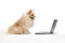 Funny small sand color pomeranian Spitz, doggy or pet sitting and looking at laptop screen isolated over white