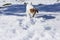 Funny small white and brown cute dog digging into the snow and playing. Pets outdoors, snow. Sunny weather