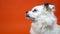 Funny small white dog with wide blue eyes on an orange background