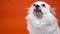 Funny small white dog with wide blue eyes on an orange background