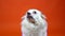 Funny small white dog with wide blue eyes on an orange background