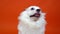 Funny small white dog with wide blue eyes on an orange background