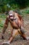 Funny smile orangutan monkey posing