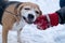 Funny smiling beagle biting a stick in a winter snowy park. Owner's hand in a red glove holds a stick on a background of