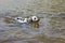 Funny smiling dog, dalmatian, swims for a stick on the lake.