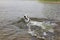 Funny smiling dog, dalmatian, swims for a stick on the lake.