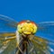 Funny Smiling Dragonfly Insect Portrait