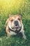 Funny smiling English bulldog. Cute Young english bulldog playing in green grass. Dog training. Happy bulldog runs in the meadow