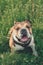 Funny smiling English bulldog. Cute Young english bulldog playing in green grass. Dog training. Happy bulldog runs in the meadow