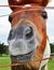 A Funny Smiling Face Horse Head Closeup of Nostril