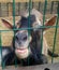 Funny smiling goat peeking out from the cage