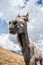 Funny smiling horse on the mountains pasture. Positive portrait