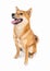 Funny smiling Shiba Inu dog looking at camera and smiling with open mouth.