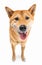 Funny smiling Shiba Inu dog looking at camera and smiling with open mouth.