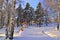 Funny smiling snowman in bright striped hat and scarf on snowy glade in winter forest among white trunks of birch trees and green