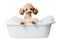 Funny smiling Toy Poodle dog in a bath with foam, isolated on transparent background, cute pet concept, realistic illustration,