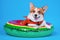 Funny smiling welsh corgi pembroke or cardigan dog in orange life vest lies in inflated swimming floating ring.  Studio, blue