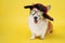 Funny smiling welsh corgi pembroke or cardigan dog in warm winter hat with earflaps and sunglasses with polarizing lenses