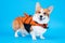 Funny smiling welsh corgi pembroke or cardigan puppy in orange life vest stands on blue background and looks forward, copy space
