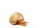 funny snail