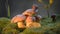 Funny snail crawling on a mushroom, small and large. Nature, artificial light.