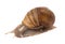 Funny snail isolated