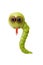 Funny snake made of green apple