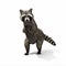 Funny sneaky conniving raccoon standing on his hind legs with its hands over its mouth laughing or taunting