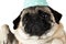 A funny snout of a little pug in a festive blue with a white pea cap. Close-up. Isolated.