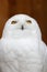 Funny Snowy owl Bubo scandiacus portrait