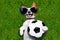 Funny soccer dog