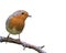 funny songbird Robin sitting on a branch