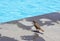 Funny sparrow standing next to the pool