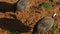 Funny specimens of Angolan or Guinea hens eating broken corn in their pen