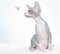 Funny sphinx cat with flower