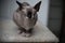 Funny sphinx cat portrait indoors medium shot shallow depth of field
