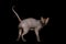 Funny Sphynx Cat on isolated black background