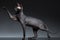 Funny Sphynx Cat Stands and Raising up paw on Black