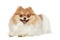 Funny Spitz puppy on a white background