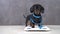 Funny sports dachshund puppy wrapped with flexible ruler to make control measurements of body volume and stands on the