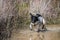 Funny spotted female mixed puppy dog playing on a pond