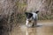 Funny spotted female mixed puppy dog playing on a pond