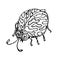 Funny spotted ladybug, hand drawn doodle black and white sketch