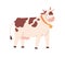 Funny spotty cow with bell on neck. Farm milk animal with udder. Childish flat vector illustration isolated on white