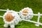 Funny spring or easter scenery on green meadow, two lamb figures on a fence